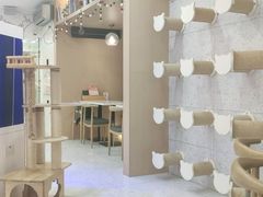 -喵园·猫主题咖啡厅·撸猫·猫咖(国贸店)