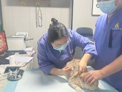 -半岛宠物医院24小时(科华中路店)