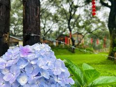 -大姆山草场