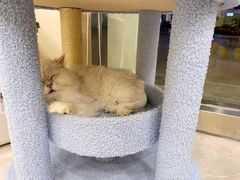 -猫力发电所·宠物专门店