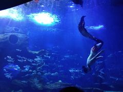 -多彩贵州城极地海洋世界