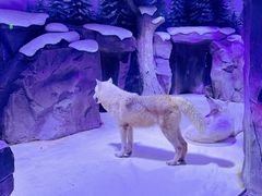 -上海海昌海洋公园