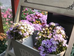 -深圳仙湖植物园