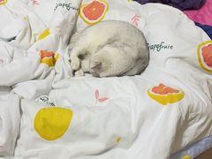 -宠颐生汉谟拉比宠物医院
