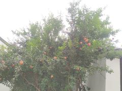 -南京民俗博物馆(甘熙故居)