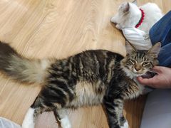 -COLOR PETS 撸猫馆·购猫·猫咖(长风大悦城店)