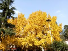 -四川大学(望江校区)