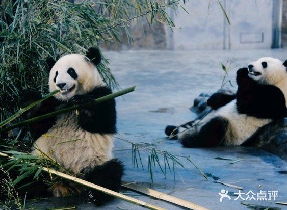 熊猫基地游玩攻略～可爱的大熊猫🐼