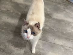 -楼上猫咖(罗湖店)