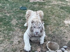 -北京野生动物园