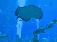 -亚特兰蒂斯•OSSIANO奥西亚诺海底餐厅