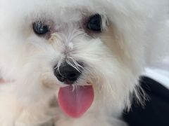 -博特宠物医院24h犬猫全科.骨科·异宠