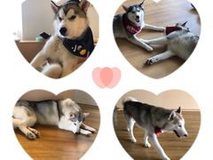 -Husky Go! 哈士奇体验馆·宠物咖啡厅狗咖