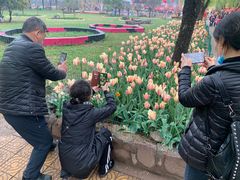 -洛阳郁金香牡丹园