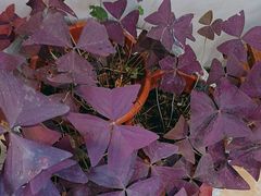 -丽泽山庄·生态怀柔菜·虹鳟鱼(红螺寺店)