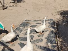 -杨柳青庄园