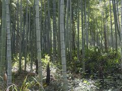 -东明山森林公园