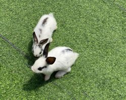 -萌宠亲子动物乐园(槐房万达店)