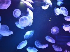 -西海国立公园九十九岛水族馆