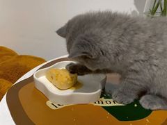-屋虎猫馆(宝安大仟里店)