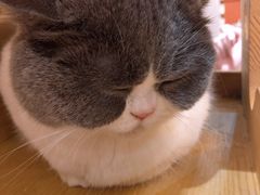 -万小咖.猫咖(中山路天虹店)