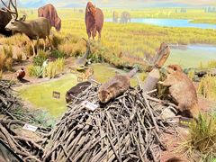 -陕西自然博物馆