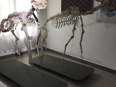 -自然谷恐龙园