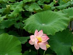 -荷塘月色湿地公园·向阳花洲