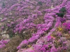 -77号渔船·蒸海鲜青岛菜(积米崖店)