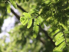 -国家植物园南园