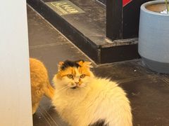-猫小院猫主题餐厅(南锣旗舰店)