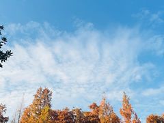 -上海共青森林公园