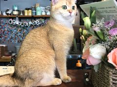 -咖法森林·咖啡  酒吧(天河店)