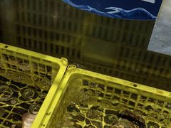 -亚马逊蒸汽活海鲜自助(LCM置汇旭辉广场店)