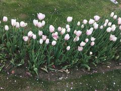 -南通鲜花小镇