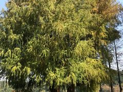 -南宁良凤江国家森林公园