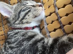 -爱诺耐芙动物医院(万博店)