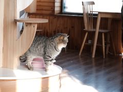 -猫的茶·猫咖