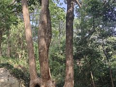 -上海佘山国家森林公园天马山园