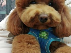 -小叮当动物医院·骨科·眼科