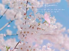 -顾村公园