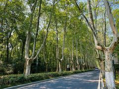 -紫金山山顶公园