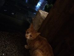 -知亘茶食
