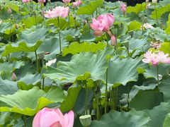 -陈家山荷花公园