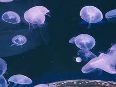-海合安青岛极地海洋公园-内部停车场