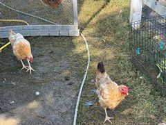 -前小桔亲子创意农场·草莓采摘·露营烧烤