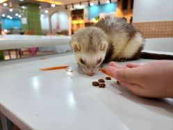 -Moni星球萌宠·小马宝莉·灵蛇·高端高阶全萌宠互动体验俱乐部(红豆国际广场店)