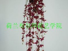 -荷兰布尔玛国际花艺学院