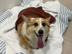 -佳雯宠物医院·皮肤科·内外科(春晓路分院)