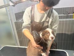 -小呆的宠物店·宠物售卖·宠物寄养(城西店)